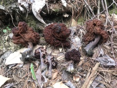 Gyromitra