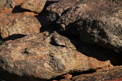 Platysaurus capensis