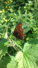 Polygonia c-album
