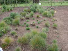 Festuca roemeri roemeri