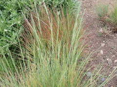 Festuca roemeri roemeri