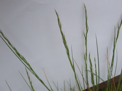 Festuca roemeri roemeri