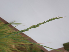 Festuca roemeri roemeri