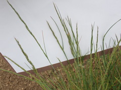 Festuca roemeri roemeri
