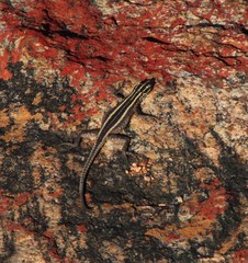 Platysaurus capensis