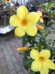 Allamanda cathartica