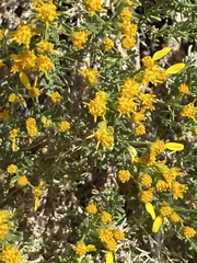 Ericameria cooperi cooperi