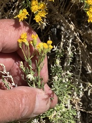 Ericameria cooperi cooperi