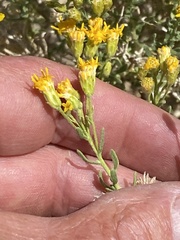 Ericameria cooperi cooperi