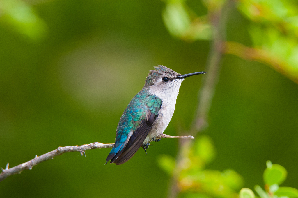 Bee Hummingbird