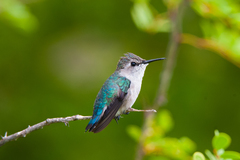 Bee Hummingbird photo 1