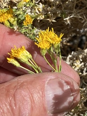 Ericameria cooperi cooperi