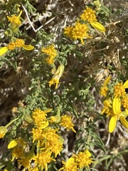 Ericameria cooperi cooperi