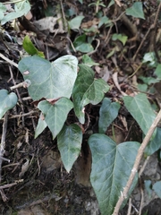 Hedera nepalensis