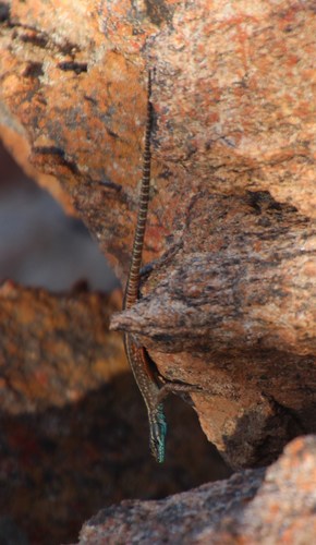 Cape Flat Lizard, Platysaurus capensis