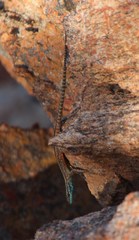 Platysaurus capensis