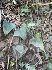 Hedera nepalensis
