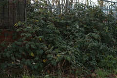 Rubus