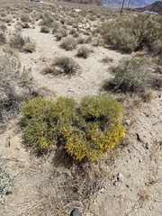 Ericameria cooperi cooperi