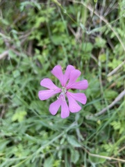 Silene cythnia
