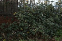 Rubus