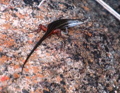 Trachylepis variegata