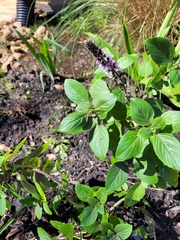 Ocimum kilimandscharicum