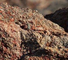 Platysaurus capensis