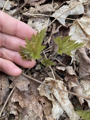 Tiarella stolonifera