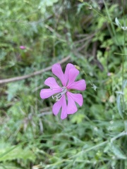 Silene cythnia