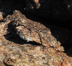 Platysaurus capensis