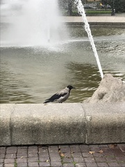 Corvus cornix
