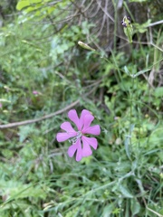 Silene cythnia