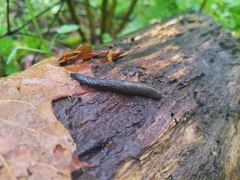 Prophysaon vanattae