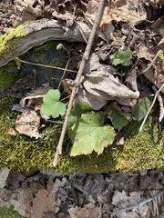 Tiarella stolonifera