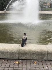 Corvus cornix