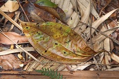 Eciton burchellii