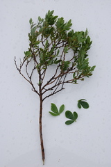 Psoralea lucens