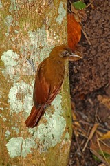 Dendrocincla fuliginosa