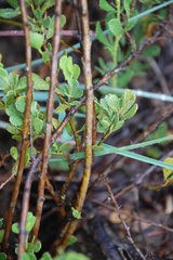 Psoralea lucens
