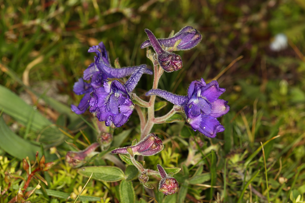 Delphinium decorum; photograph (c) Steve Matson, some rights reserved (CC BY)