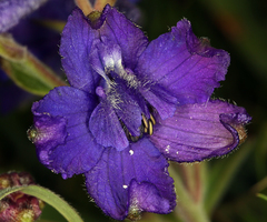 Delphinium decorum decorum