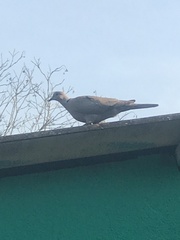 Streptopelia decaocto