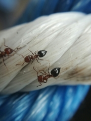 Crematogaster punctulata