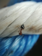 Crematogaster punctulata