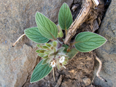 Phacelia phacelioides