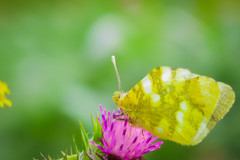 Zegris eupheme