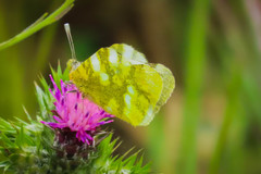 Zegris eupheme