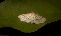 Addaea subtessellata