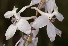 Delphinium gypsophilum